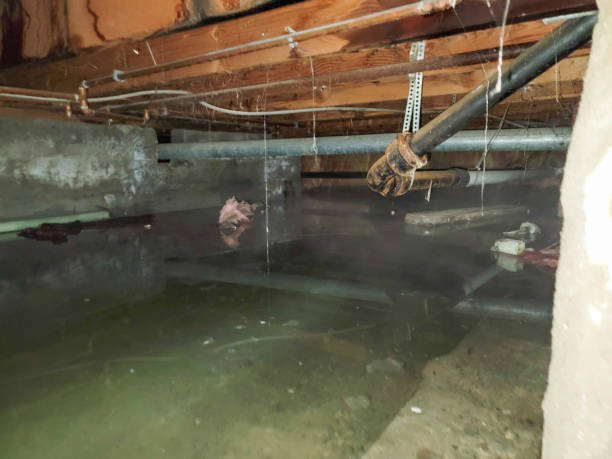 Best Local water damage restoration  in Great Notch, NJ