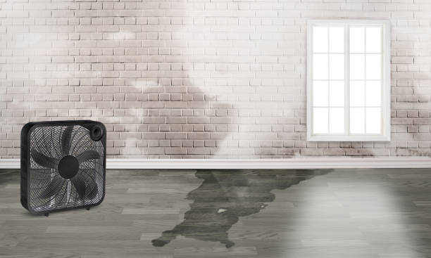 Best Mold removal after water damage  in Great Notch, NJ